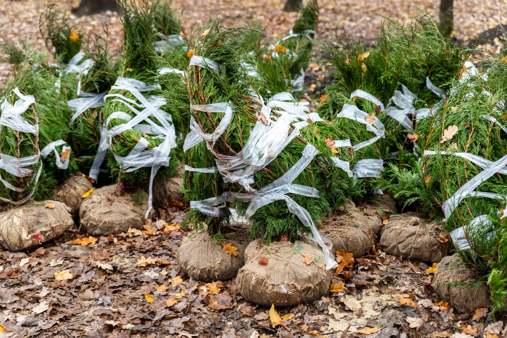 les arbres résistants au froid à planter